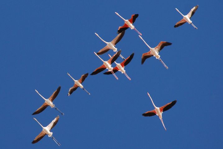 Greater Flamingo (Rosaflamingo) über Abu Simbel