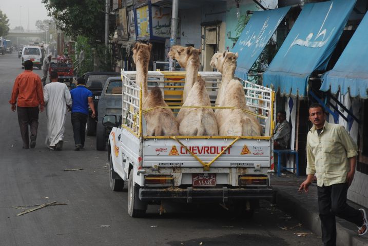 Drei Kamele werden auf einem Pick-up transportiert (hier in Kom Ombo, nördl. von Assuan)