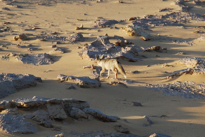 Ein Sandfuchs durchstreift die (hier nicht so) Weisse Wüste