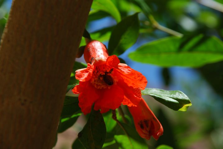 Hibiskusblüte im Garten des Katharinenklosters