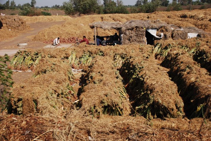 Berge von geernteten Zweibeln bei El Mansura im Nildelta