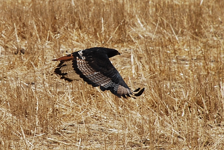 Augur Buzzard (Augurbussard)