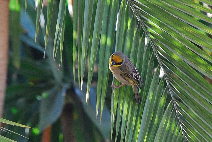 Baglafecht Weaver (Baglafechtweber) (f)