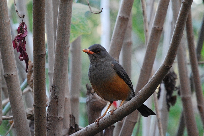 Mountain Thrush (Gmelindrossel)