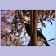 Silvery-cheeked Hornbill (Silberwangen-Hornvogel) (m)