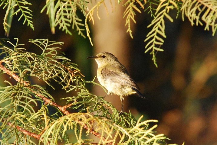 Copper Sunbird (Kupfernektarvogel) (f)