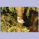 Copper Sunbird (Kupfernektarvogel) (f)