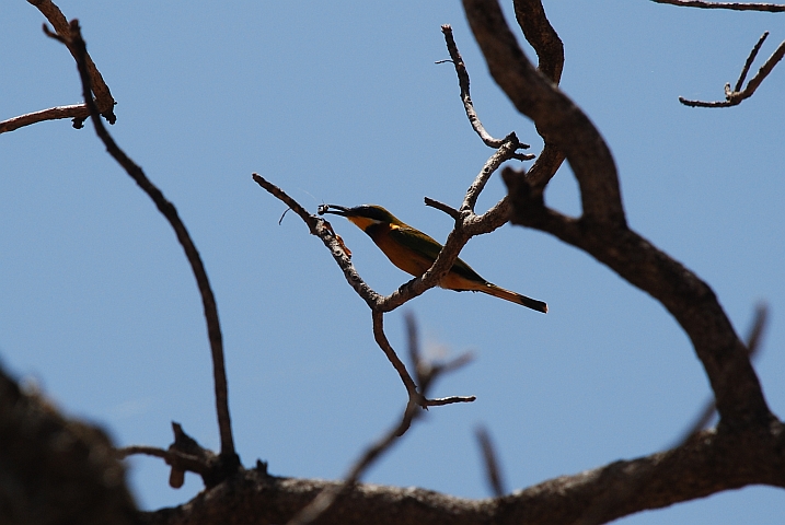 Blue-breasted Bee-eater (Blaubrustspint)