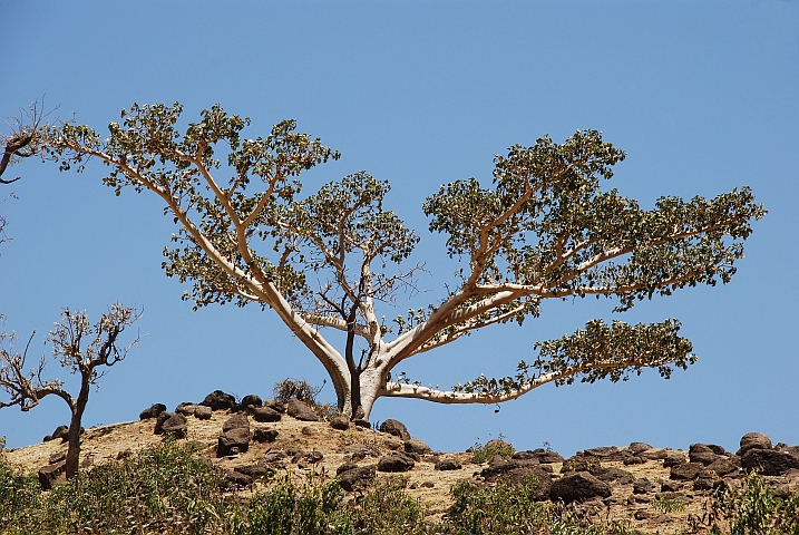 Baum bei den Wasserfällen des Blauen Nil in der Nähe von Bahir Dar