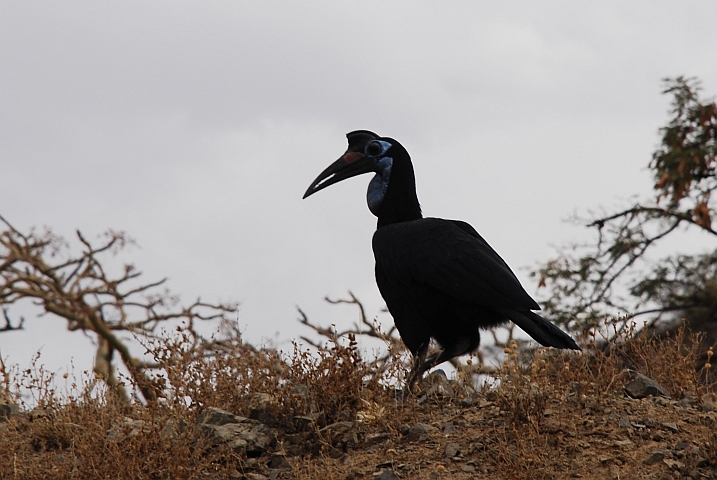 Northern Ground-Hornbill (Sudanhornrabe) (f)