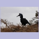 Northern Ground-Hornbill (Sudanhornrabe) (f)
