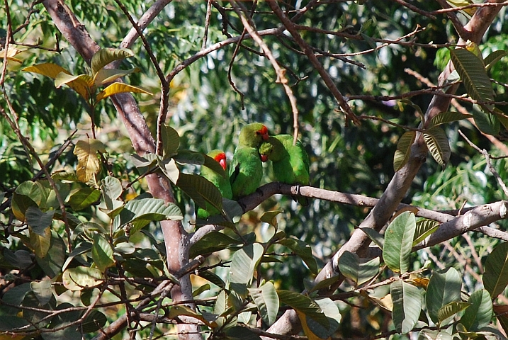 Black-winged Lovebirds (Tarantapapageien)