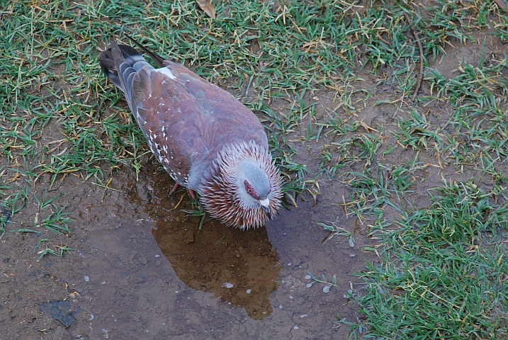 Speckled Pigeon (Guineataube)