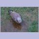 Speckled Pigeon (Guineataube)