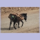 Ein Esel, auch in Äthiopien ein unentbehrlicher Helfer, transportiert Baumaterial