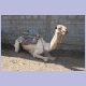 Sitzendes Kamel mit Lastsattel auf dem Markt von Axum