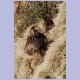 Gelada-Paviane im Simien Nationalpark