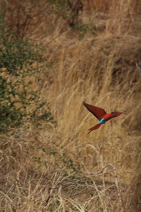 Northern Carmine Bee-eater (Scharlachspint)