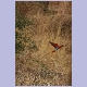 Northern Carmine Bee-eater (Scharlachspint)