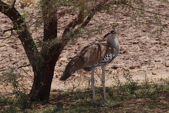 Kori Bustard (Riesentrappe)