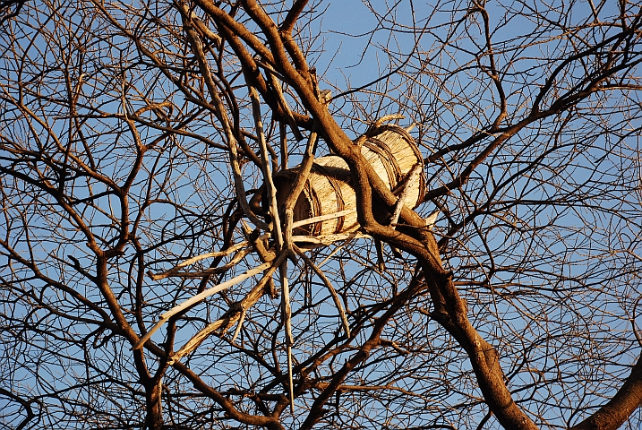 Bienenkorb in einem Baum in der Nähe von Turmi im südlichen Omo-Gebiet