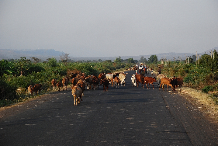Typische Szene im südlichen Äthiopien: Die Strasse gehört den Kühen und Menschen