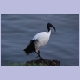 Sacred Ibis (Heiliger Ibis)