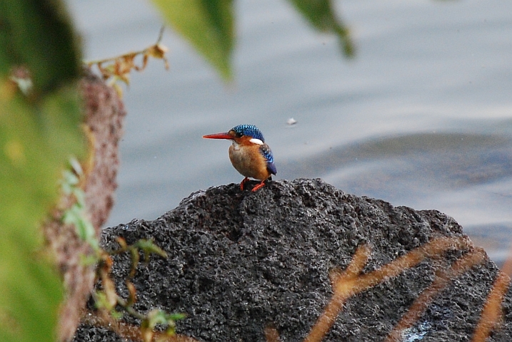 Malachite Kingfisher (Malachiteisvogel od. Haubenzwergfischer)