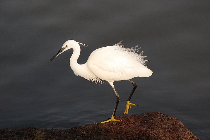 Little Egret (Seidenreiher)