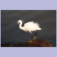 Little Egret (Seidenreiher)