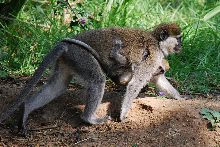 Meerkatze mit ihrem Jungen unterwegs im Garten unserer Lodge