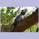 Silvery-cheeked Hornbill (Silberwangen-Hornvogel) (f)