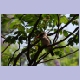 Woodland Kingfisher (Senegalliest)