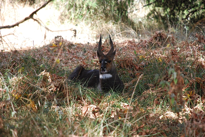 Ein Menelik’s Bushbuck sitzt widerkäuend im Schatten eines Baumes