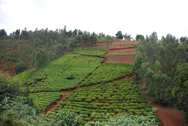Eine kleine Teeplantage zwischen Kayanza und Bujumbura