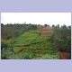 Eine kleine Teeplantage zwischen Kayanza und Bujumbura