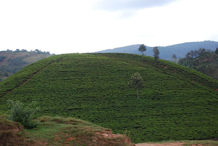 Eine etwas grössere Teeplantage zwischen Kayanza und Bujumbura