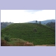 Eine etwas grössere Teeplantage zwischen Kayanza und Bujumbura