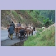 Hirten mit ihrer Rinderherde unterwegs zwischen Muramvya und Bujumbura