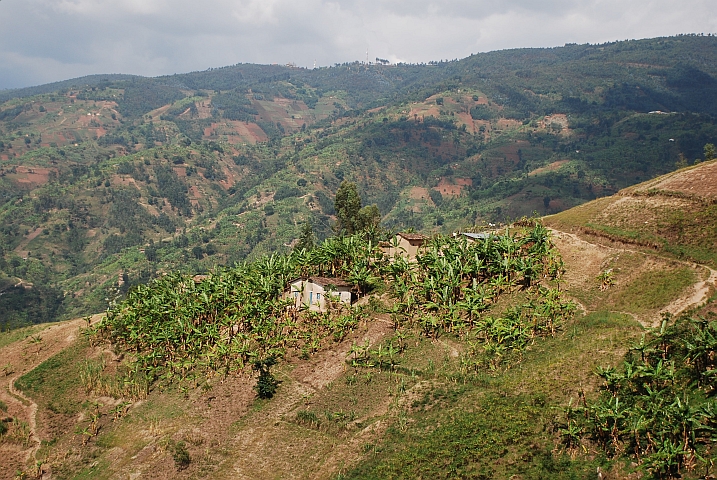 Kleines Gehöft umgeben von den üblichen Bananenstauden zwischen Muramvya und Bujumbura