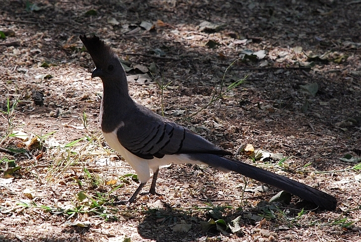 White-bellied Go-away-bird (Weissbauch-Lärmvogel)