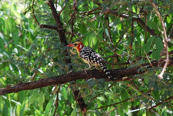 Red-and-yellow Barbet (Flammenkopf-Bartvogel)