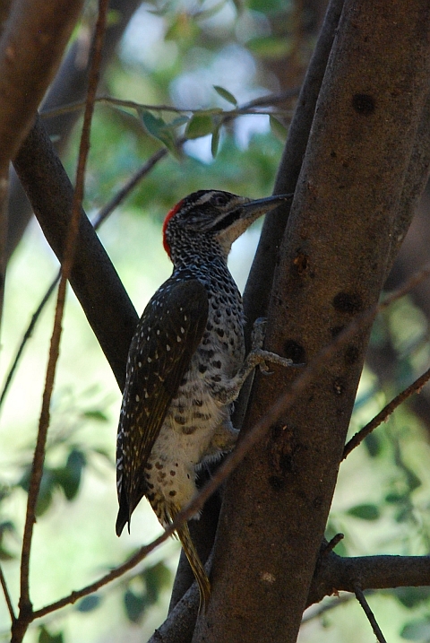 Nubian Woodpecker (Nubierspecht) (f)