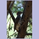 Nubian Woodpecker (Nubierspecht) (f)