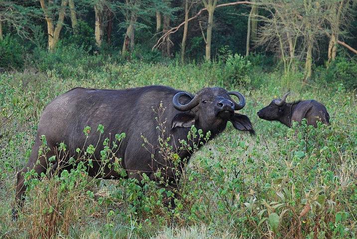 Büffel im Lake Nakuru Nationalpark