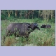 Büffel im Lake Nakuru Nationalpark