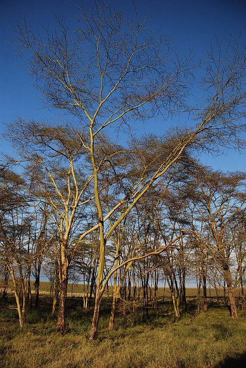 Gelbrinden-Akazien, auch Fieberbäume genannt, am Lake Nakuru