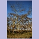 Gelbrinden-Akazien, auch Fieberbäume genannt, am Lake Nakuru