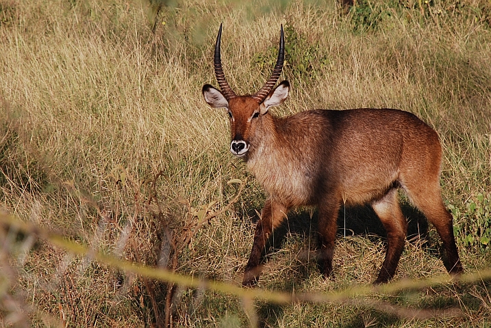 Waterbuck-Bock