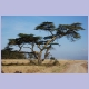 Baum im Lake Nakuru Nationalpark